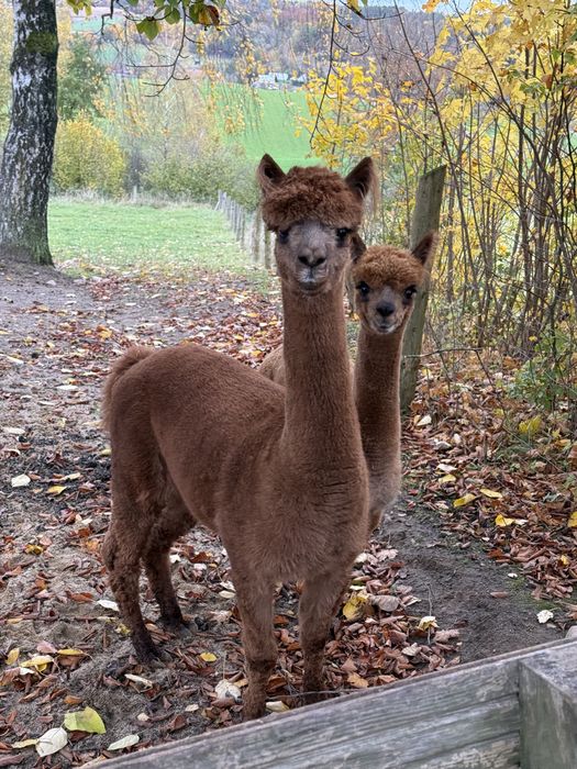Alpaki/ Alpaka samiec
