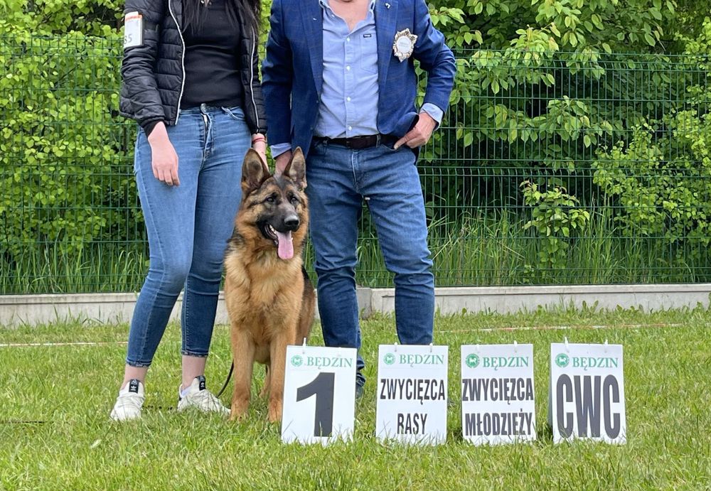 Owczarek Niemiecki - Suka FCI na sprzedaż