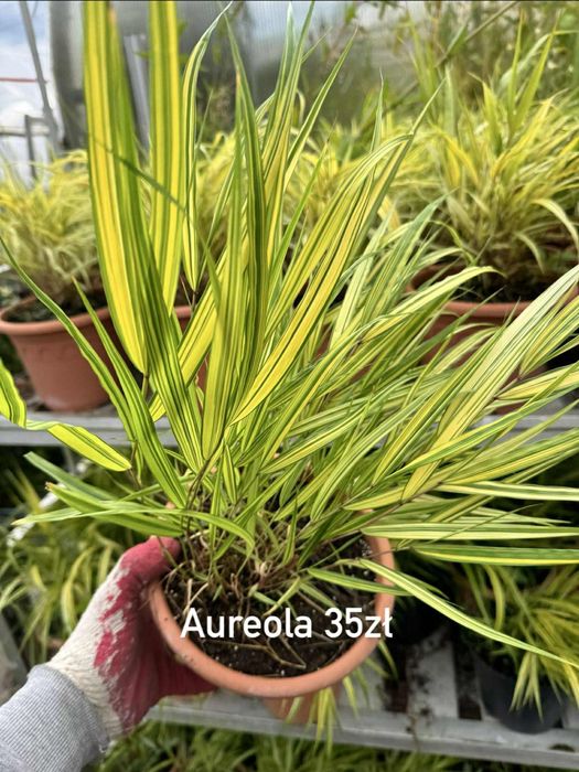 Hakonechloa Aureola C3