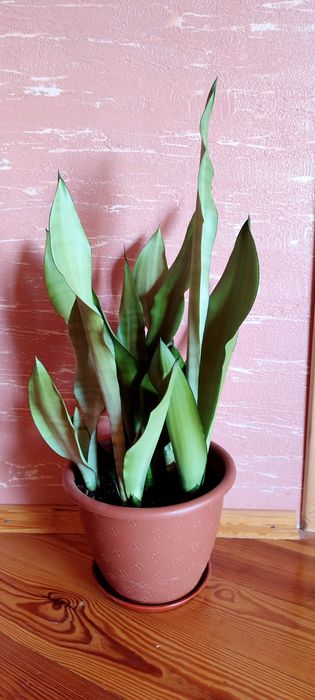 Комнатные растения, сансевьерия, Муншайн