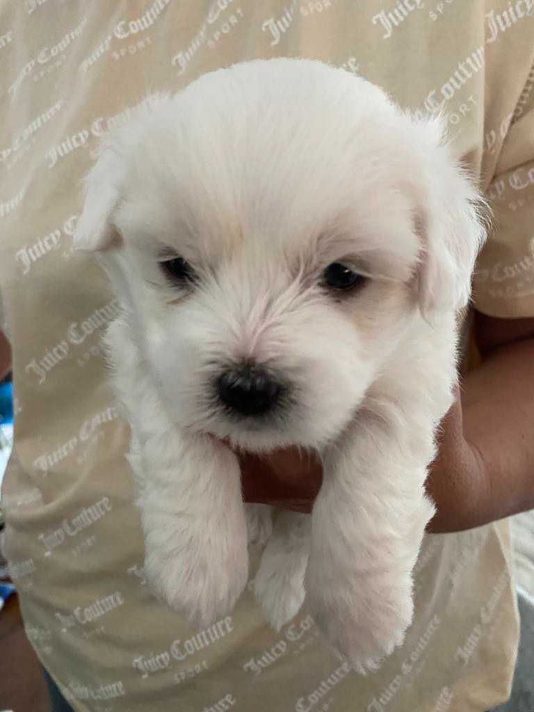 Szczeniak  Coton de Tulear  ZKwP/FCI