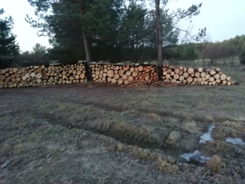 Drzewo opał sosna mokra