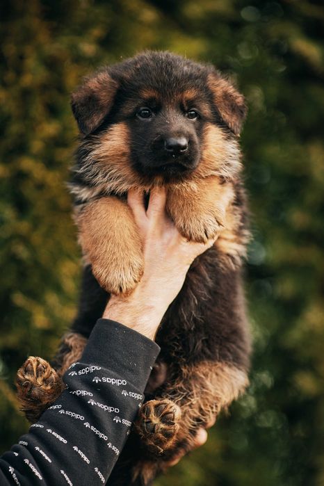 Owczarek niemiecki Owczarki niemieckie