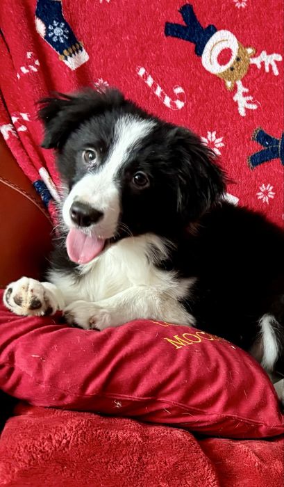 Border collie-suczka