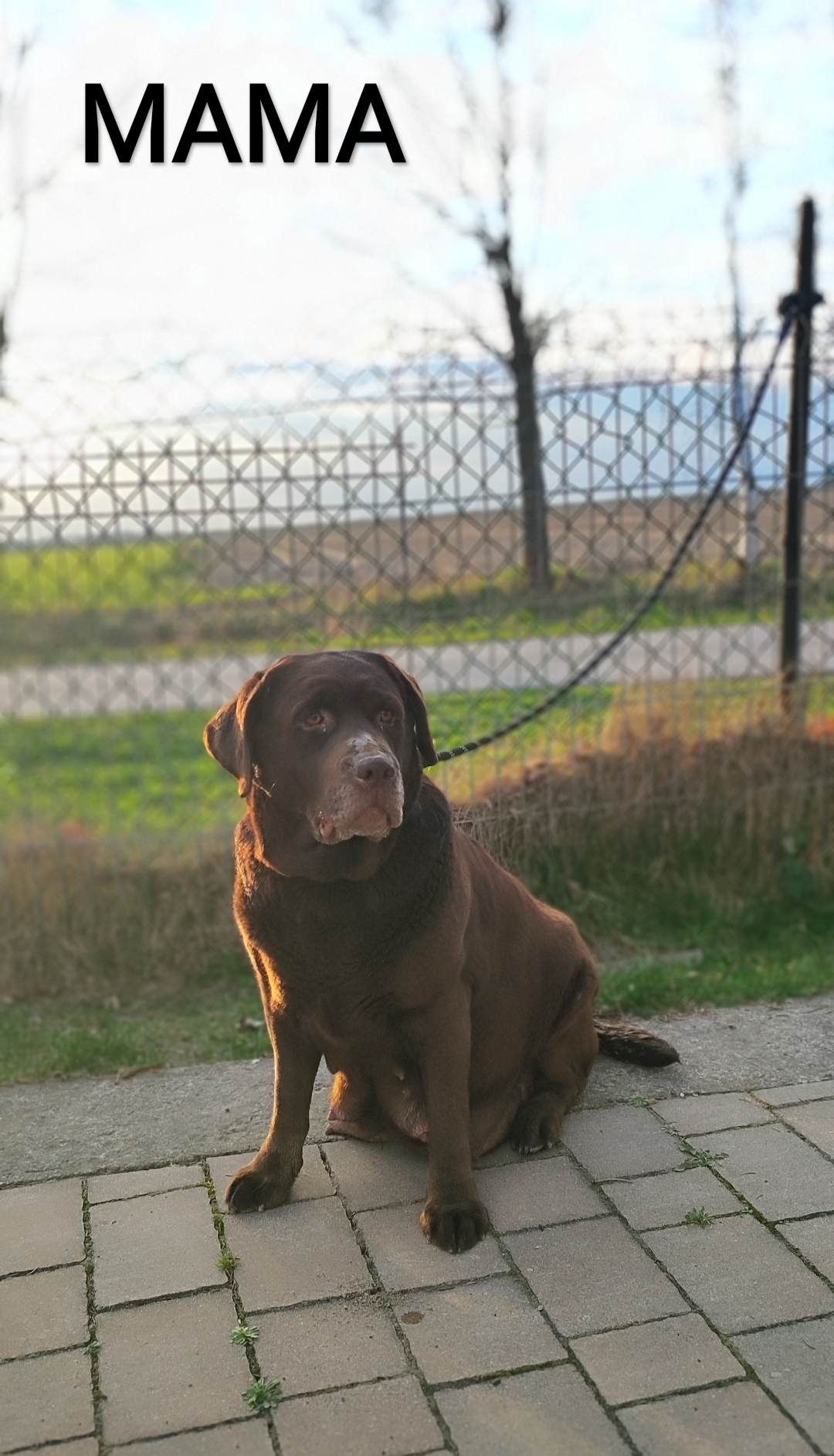 Urocze Szczenięta Labrador Retriever z Rodowodem SWKiPR