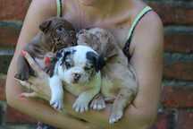 American Bully Pocket Standard, Piesek