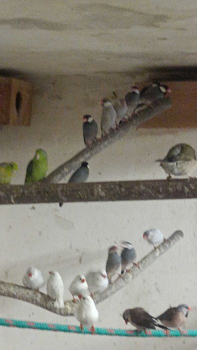 Drobną egzotyka sprzedam