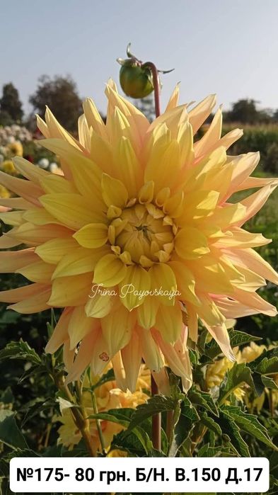 Жоржина Nicolas - перламутрова красуня (Лідія Ластовець  відгукніться)