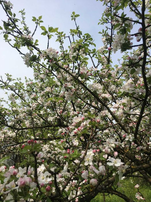 Продам цікаву земельну ділянку 17 соток біля Козова Тернопіль обл.