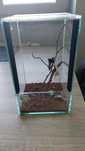 TERRARIUM SZKLANE 15x15x25 GILOTYNA dla patyczaka  pająka modliszki