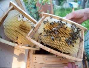 продам бджоломатки