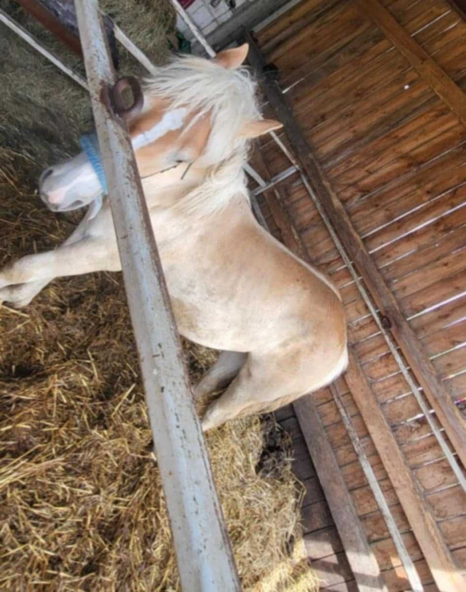 Sprzedam młodą klacz.