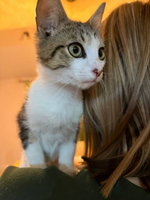 Врятоване   кошеня хлопчик віддам в хороші руки