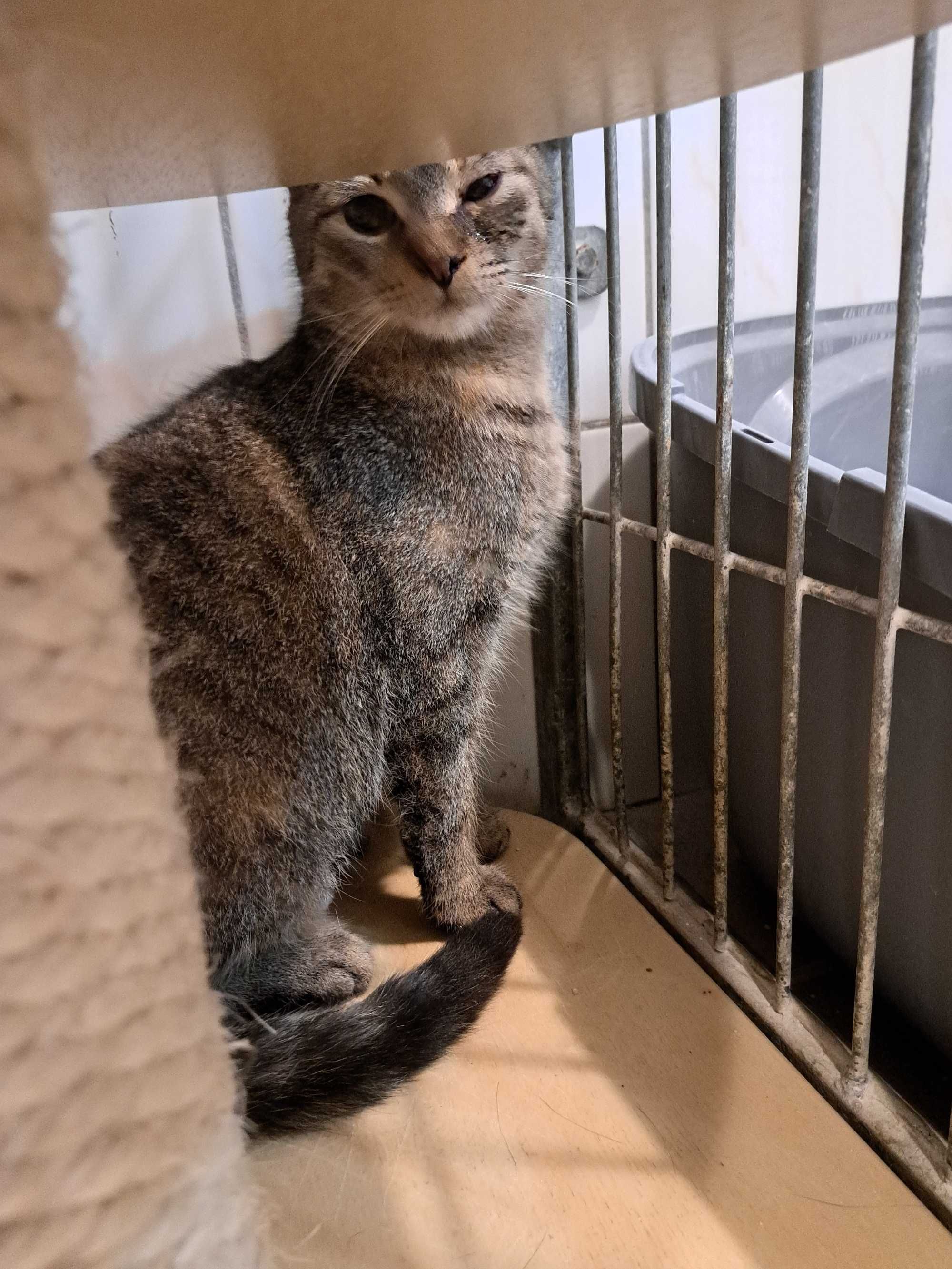 Zita i Zina-dwie cudne bure dziewczynki do adopcji