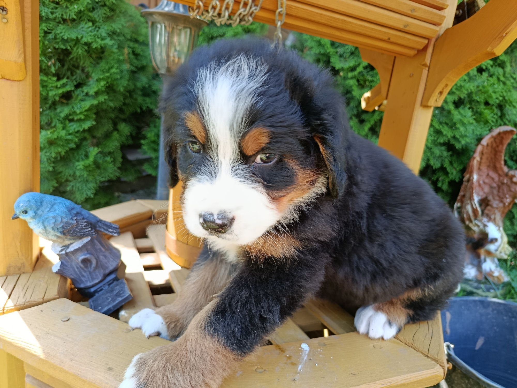 Wyjątkowa sunia Berneński Pies Pasterski niebieskooka! Jedyna taka