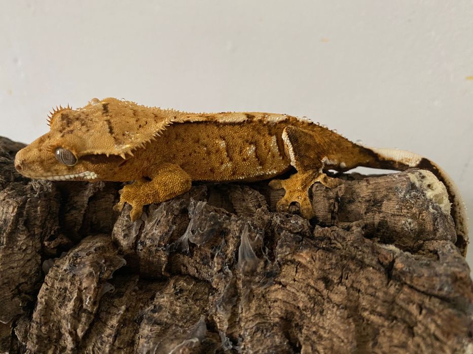 Gekon orzęsiony samiec