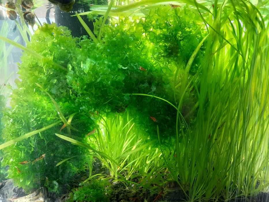 Pellia mech wątrobowiec roślinka do krewetkarium akwarium