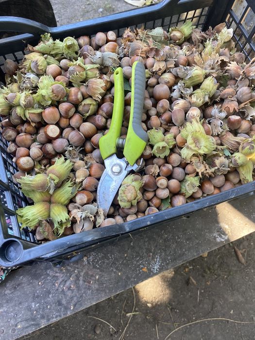 Саджанці сортових горіхів "Ідеал", "Кочерженко" та фундука.