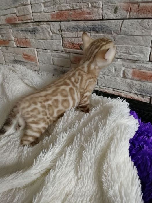 Снежный бенгальский кот кошка