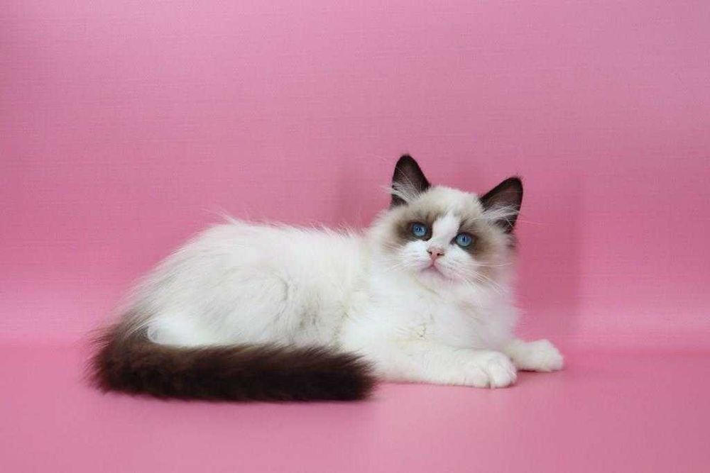 Красавчик с прививками и хорошими манерами-Ragdoll//Регдолл.