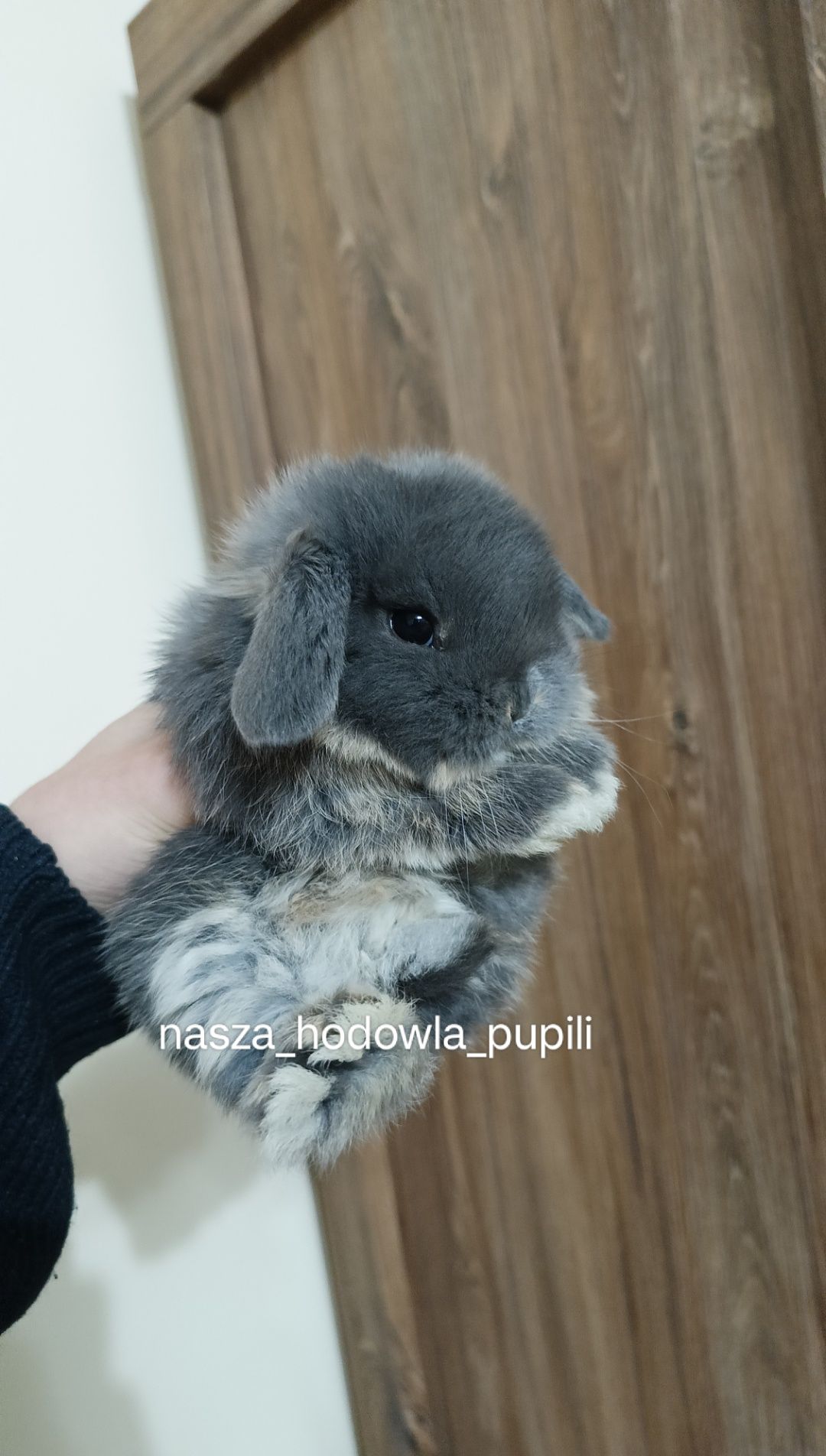 Mini lop króliki karzełek miniaturka baranek