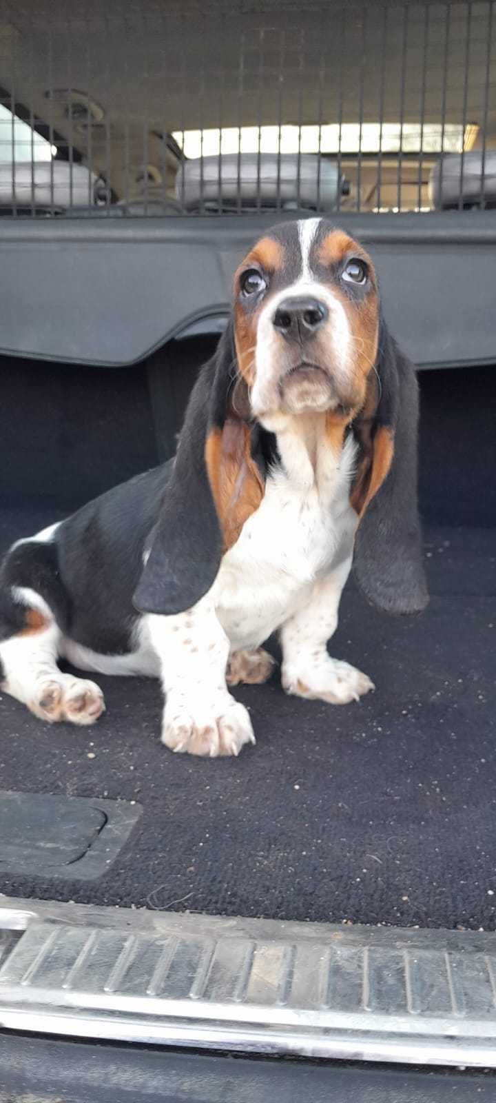 Basset hound puros