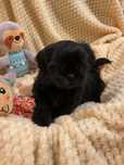 Shih - tzu Salonowe Suczka