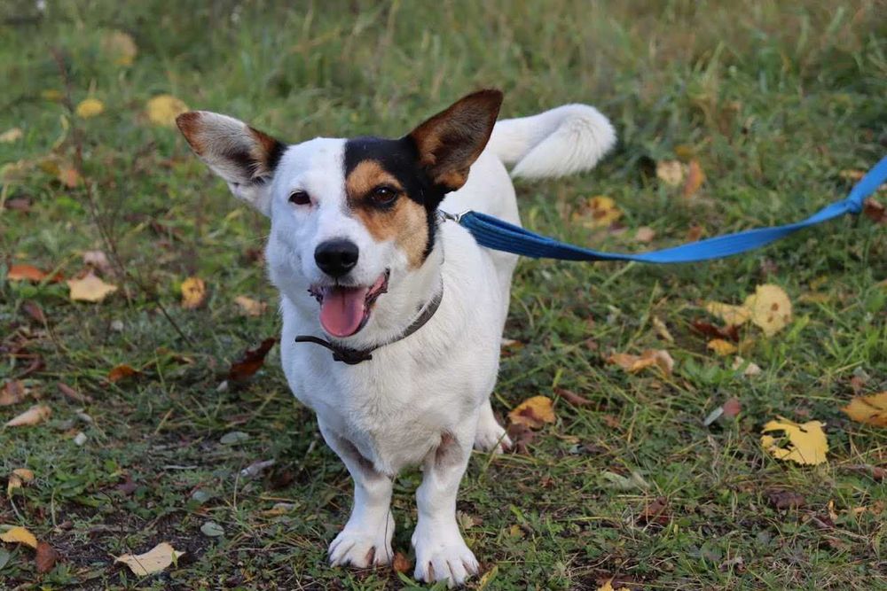 mała, młoda sunia do adopcji