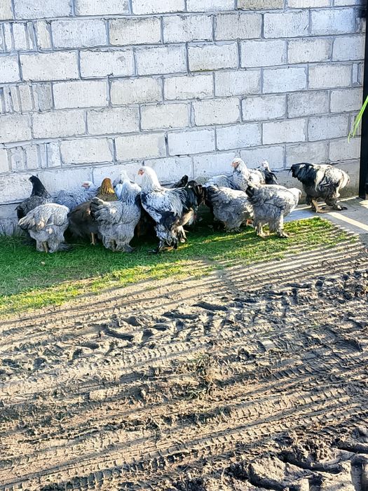 Sprzedam kury za kurę 130 a za koguta 80 zł