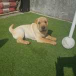 Shar pei bebe criado com Amor