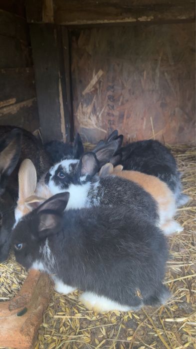 Młode króliki mieszańce