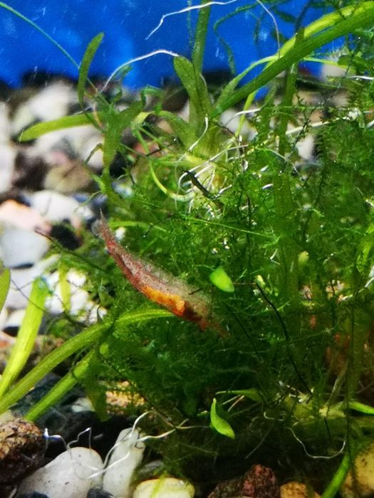 Krewetki różne rodzaje