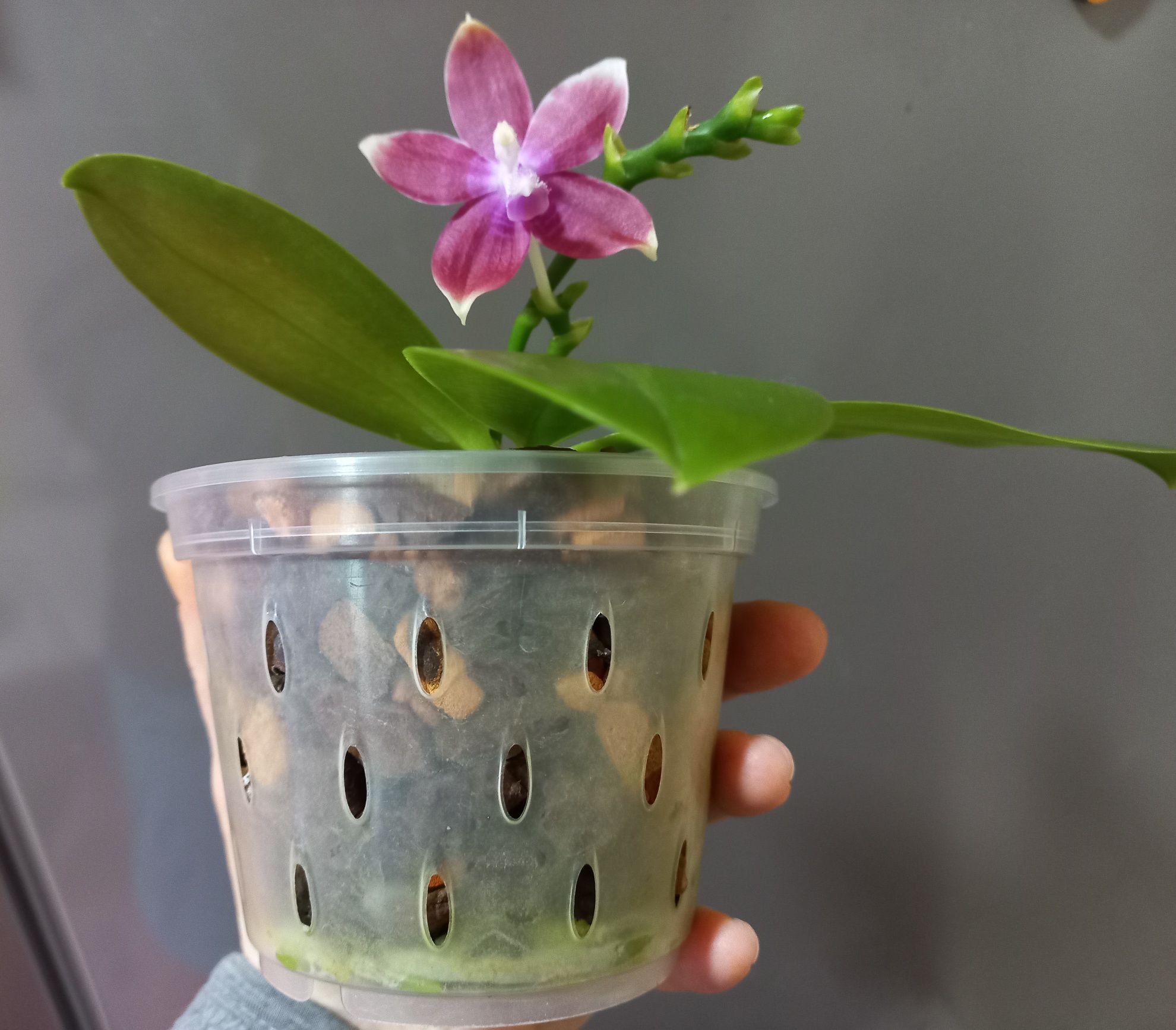 Орхідея Mituo (орхидея) phalaenopsis Speciosa & Mituo Prince Bb