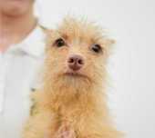 Kiara - 3 miesięczna, rezolutna suczka do adopcji!