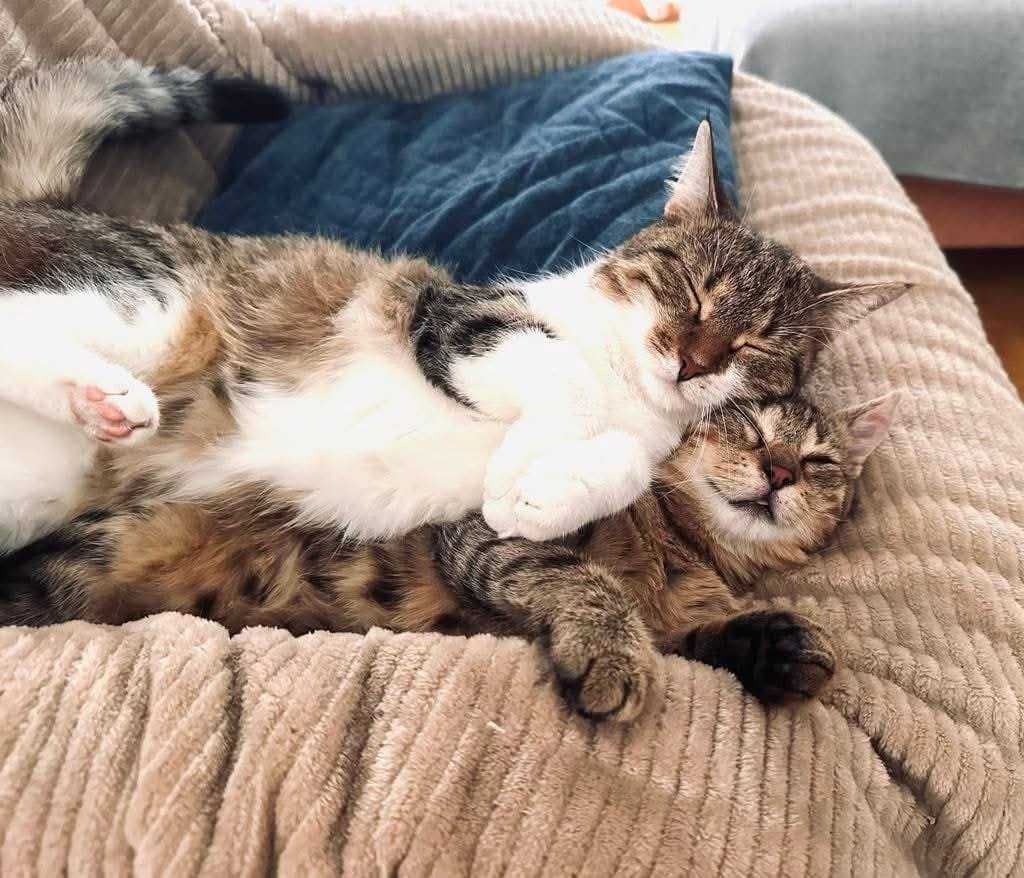 Kotki Bunia i Józio młody, piękny duet do adopcji Fumd.Kocie Anioły