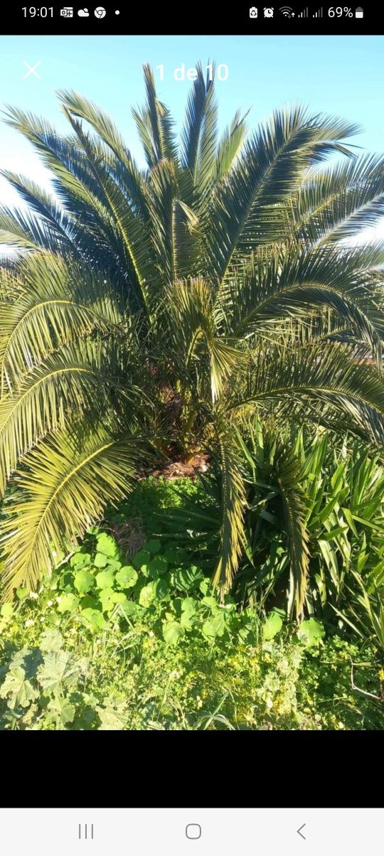 Palmeira das canarias