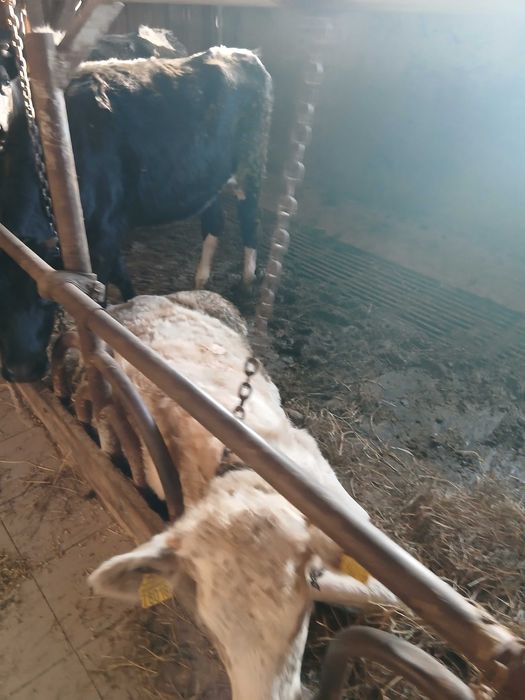 Jalowki. Do dalszej chodowli