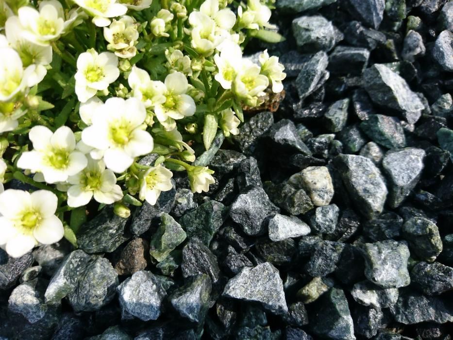 Serpentynit grys 8-16, 16-22mm głazy grys ogrodowy kamienie ogród