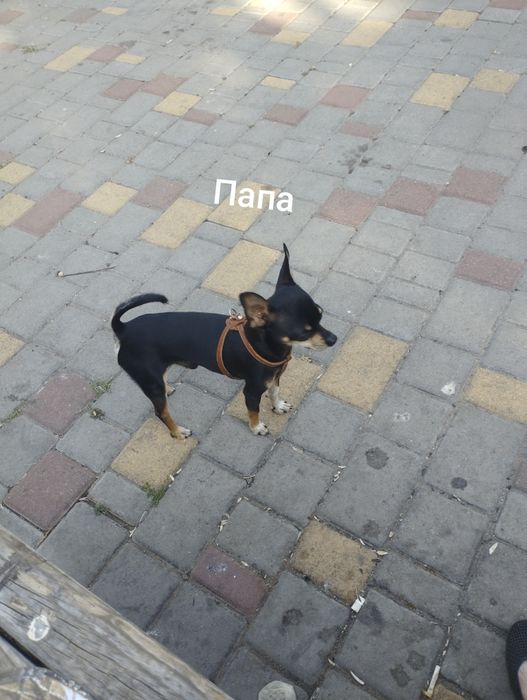 Продам собачек той терьер