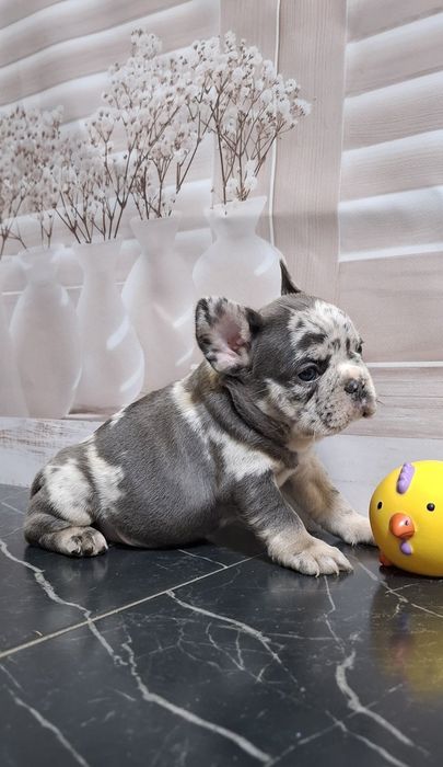 Маленькі солоденькі круасанчики