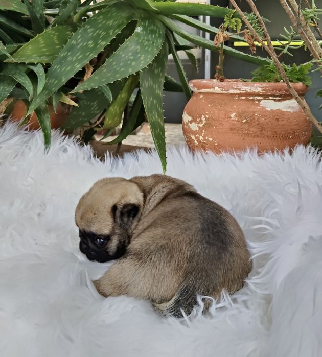 Pug Carlin com Lop
