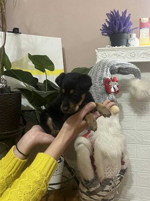 Віддамо в родину вірного друга