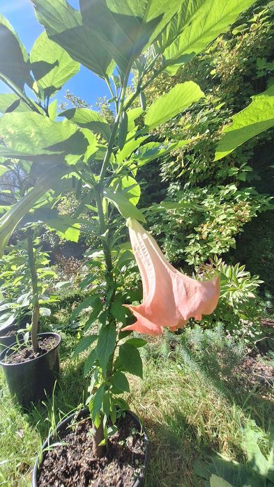 Kwitnąca brugmansja, datura, traby anielskie z pąkami