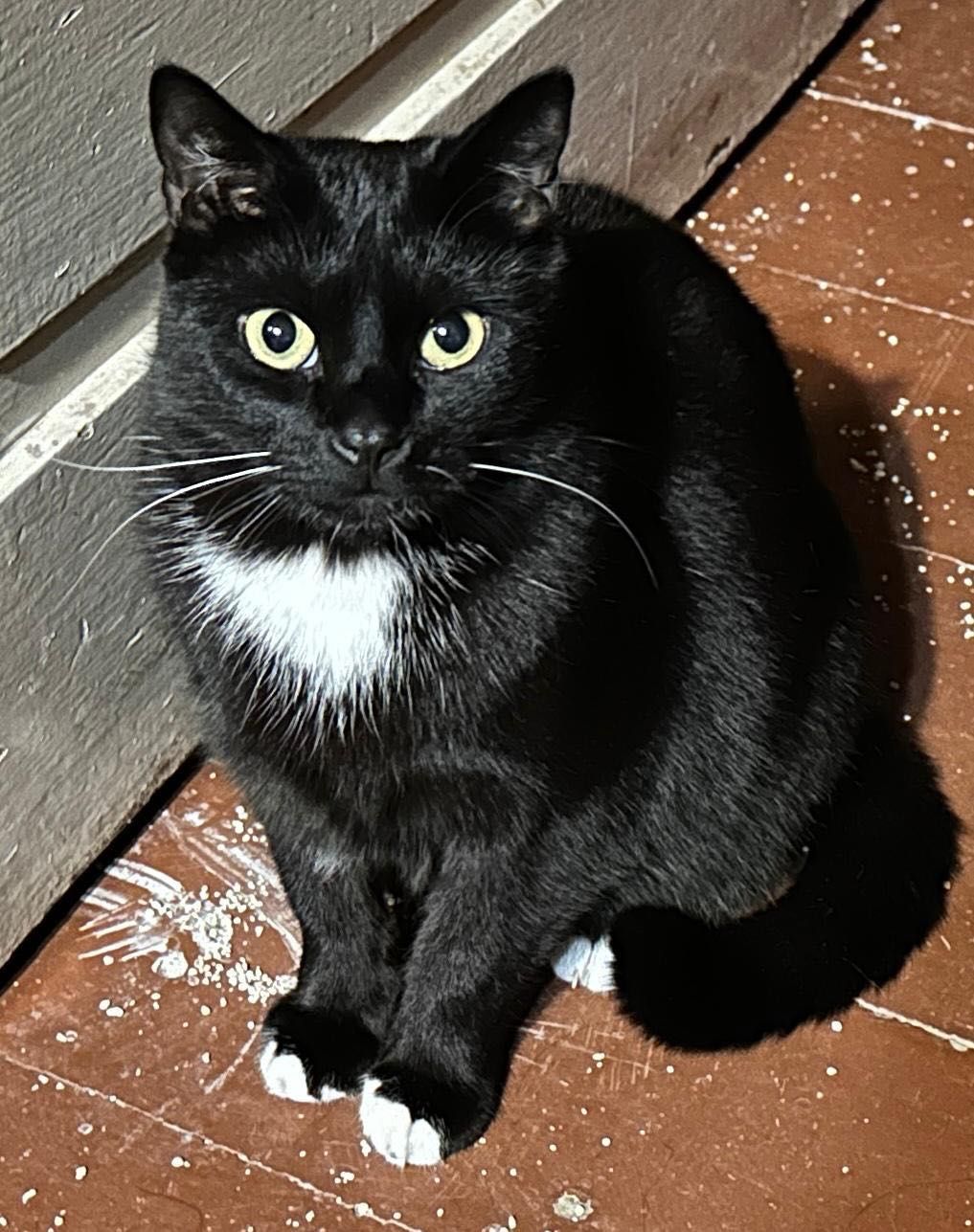 Bonifacy do adopcji