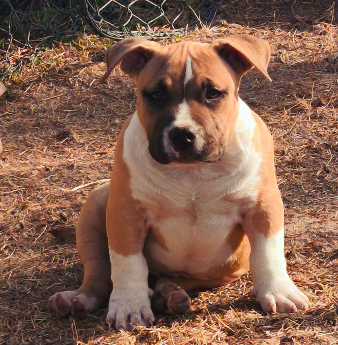 American Bully pocket