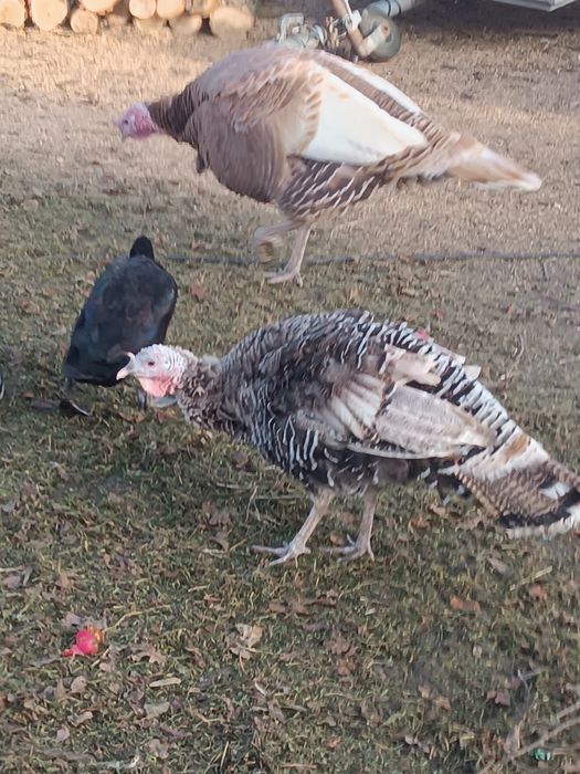 Sprzedam Indyka i indyczke