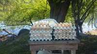 Sprzedaż jaj wiejskich