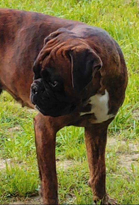 Bokser suczki gotowe do zmiany domu