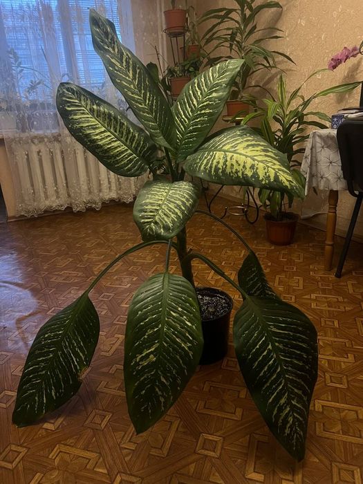 Продаю Діффенбахію 115см та Дроцену 110 см