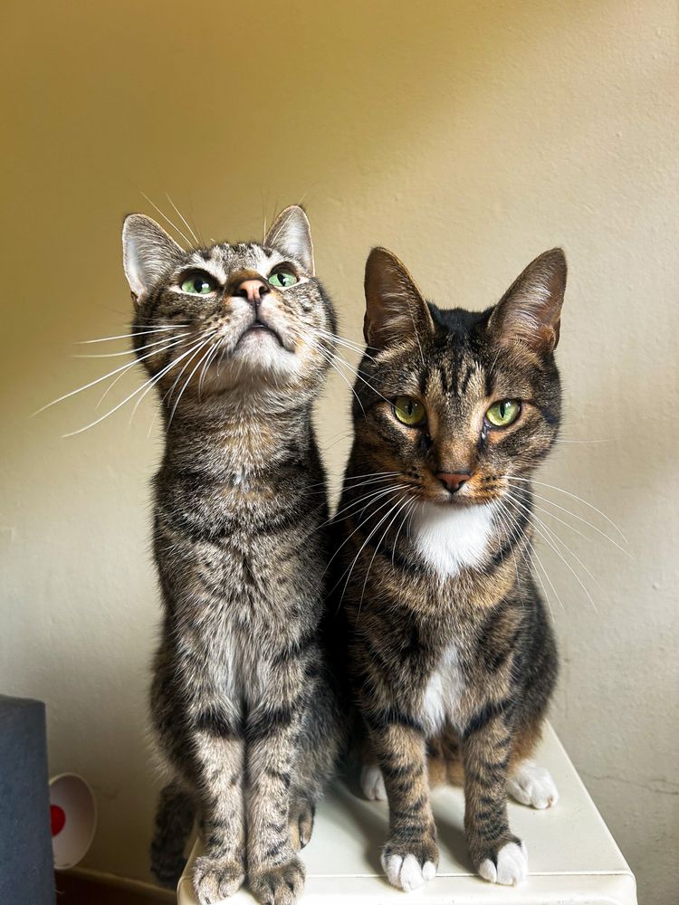 Mulan e Killua - Gatinhos para adoção